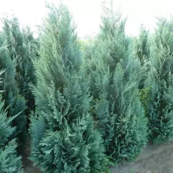 Кипарис Лавсона Колумнарис Глаука h30 см