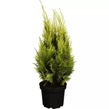 Кипарисовик лавсона Ивонне 9 h20 см