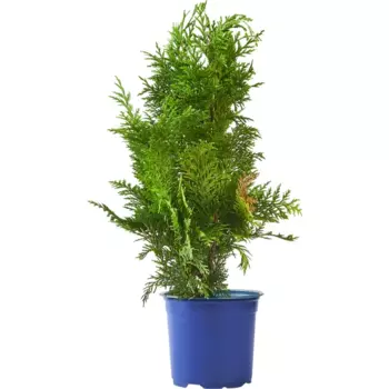 Кипарисовик Лавсона «Ивонне» С1, 30-35 см