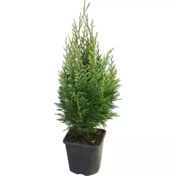 Кипарисовик Лавсона Элвудс Эмпайр 13 h40 - 45 см
