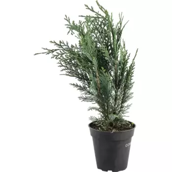 Кипарисовик лавсона «Колумнарис» C1 35-40 см