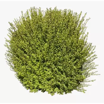 Кизильник блестящий 17.5 h70 см