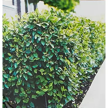 Кизильник блестящий 17 h30 см