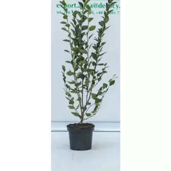 Кизильник блестящий 19 h50 см