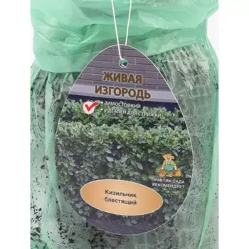 Кизильник Блестящий 9 h39 см (3 шт)