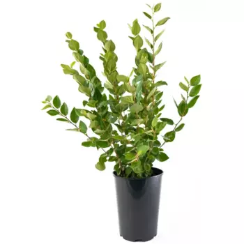 Кизильник блестящий h45-65 см