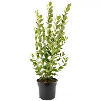 Кизильник блестящий h55-75 см