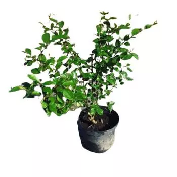 Кизильник Блестящий 15 h60 см