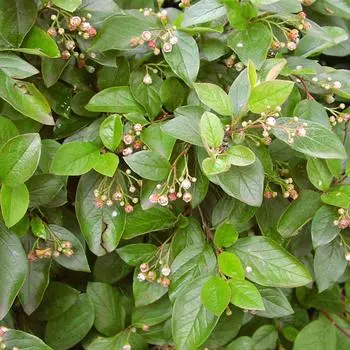 Кизильник блестящий, С3/40-60 см