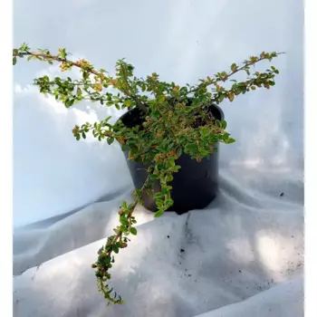 Кизильник горизонтальный 19 h15 см