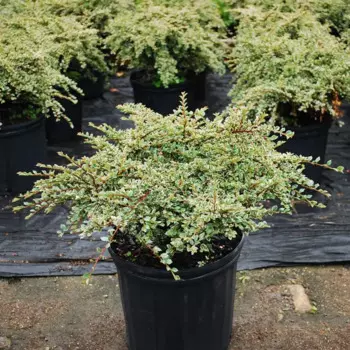 Кизильник горизонтальный 21 h15 - 20 см