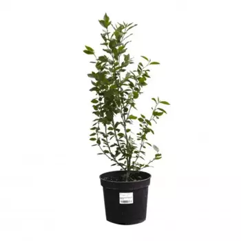 Кизильник горизонтальный 25 h20 - 30 см