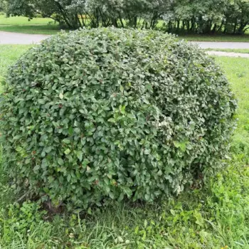 Кизильник h30 - 50 см