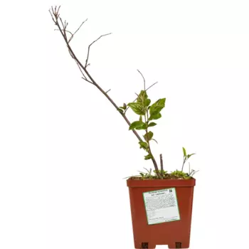 Кизильник пузырчатый видовая норма 15 h20 см