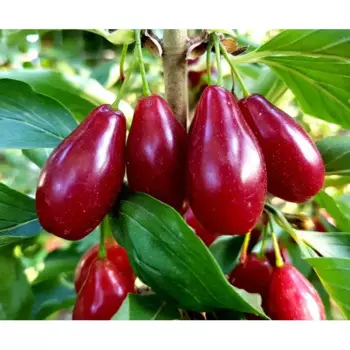 Кизил «Радость» C4 высота 110 см