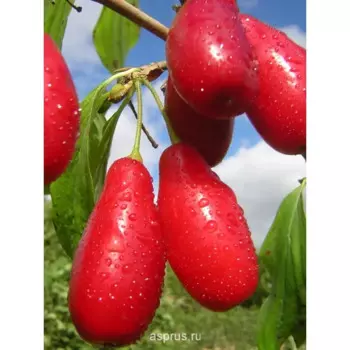 Кизил «Светлячок» C4 высота 110 см