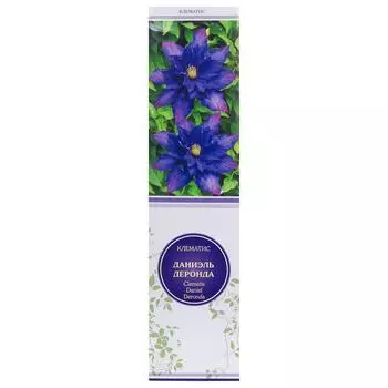 Клематис Даниэль Деронда в тубе Поиск Инвест