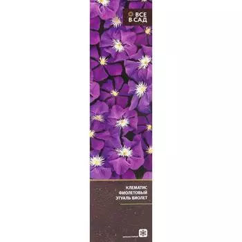 Клематис фиолетовый Этуаль Виолет в тубе