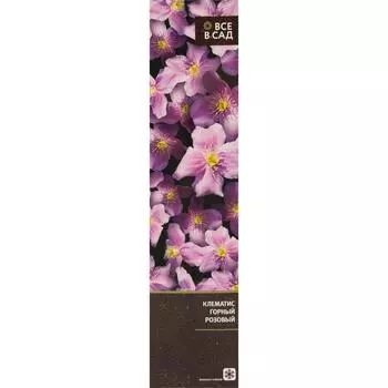 Клематис горный розовый в тубе