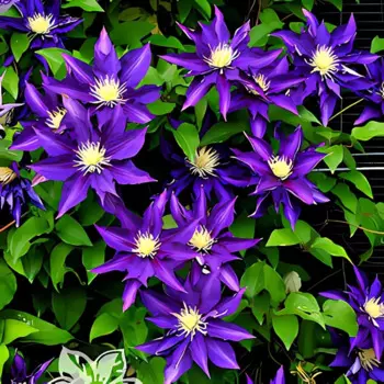 Клематис Хакуокан 9 h15 см