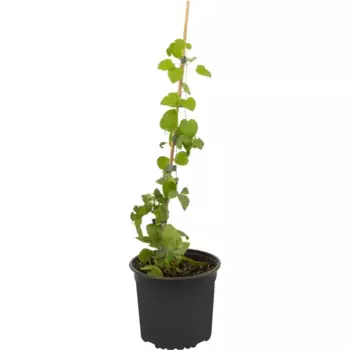 Клематис крупноцветковый Дженси Крим 17 h50 см