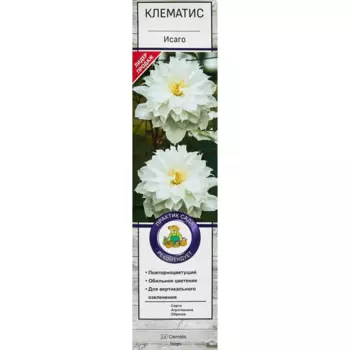 Клематис крупноцветковый «Исаго»
