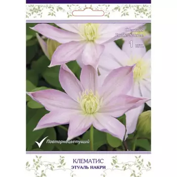 Клематис крупноцветковый Этуаль Накри h200 см