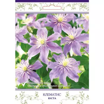 Клематис крупноцветковый Юста h15 см