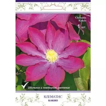 Клематис крупноцветковый Какио h15 см