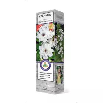 Клематис крупноцветковый Мария Качинская h30 см