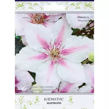Клематис крупноцветковый Мармори 5 h10 см