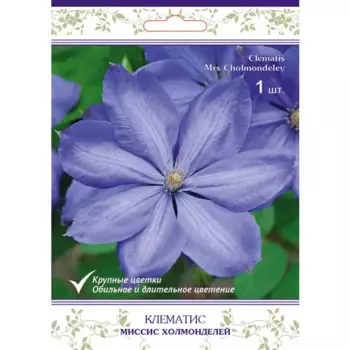 Клематис крупноцветковый Миссис Холмонделей h15 см