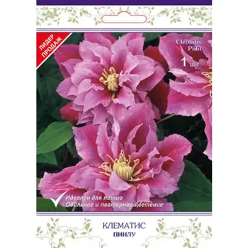 Клематис крупноцветковый Пиилу h15 см