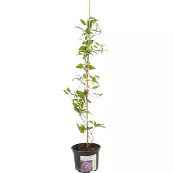 Клематис крупноцветковый Протеус 17 h50 см