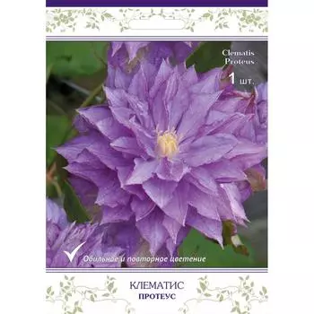 Клематис крупноцветковый Протеус в капере