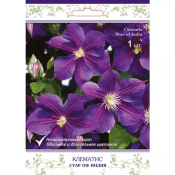 Клематис крупноцветковый Стар Оф Индия h15 см