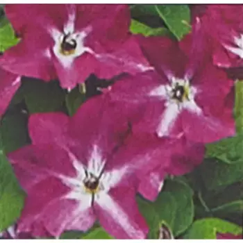 Клематис крупноцветковый Вива Полония 17 h50 см