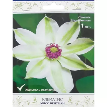 Клематис Мисс Бейтмен Поиск
