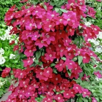 Клематис микс красный h15