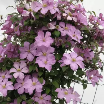 Клематис Оберек 9 h15 см