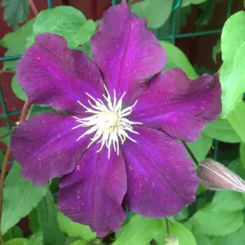 Клематис «Варшавска Найк»