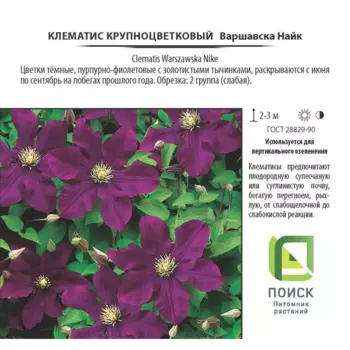 Клематис «Варшавска Найк», контейнер 2 л