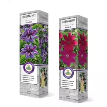 Клематис в ассортименте h37 см