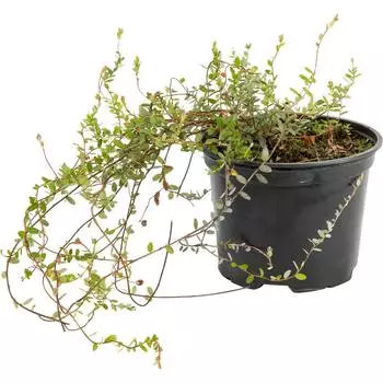 Клюква крупноплодная «Бен Лир» 2 л