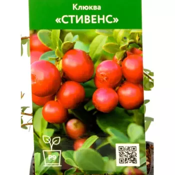 Клюква Стивенс h20 см