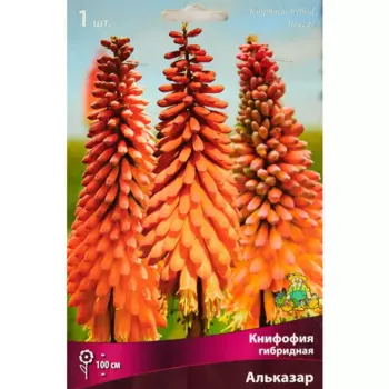 Книфофия гибридная Альказар