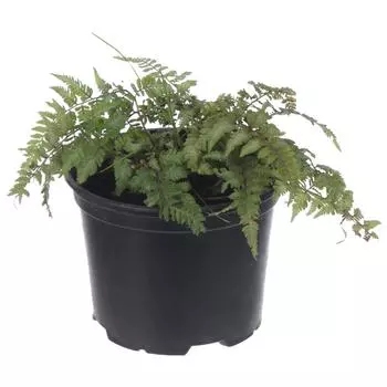 Кочедыжник ниппонский «Ред Бьюти», контейнер 2 л