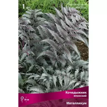 Кочедыжник японский Металликум луковица I