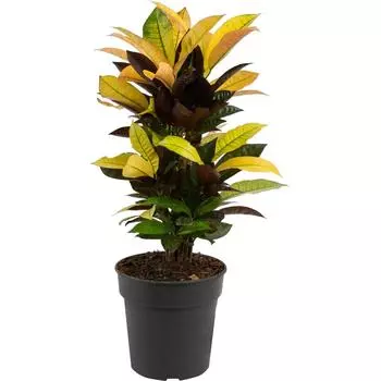 Кодиеум Миссис Айстон 21x60 см
