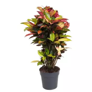 Кодиеум Миссис Айстон 27 h120 см